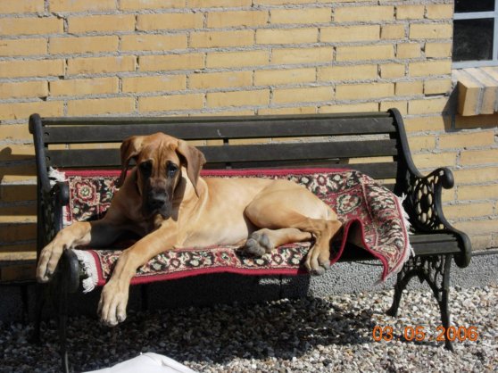 dscn0381 skrivebordets oplsning.jpg